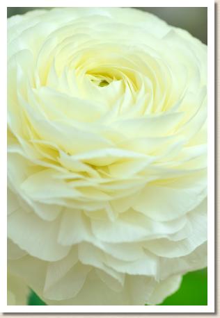 ラナンキュラス　キラメキ（煌）（RANUNCULUS　Kirameki）｜花の手帖のwebラナンキュラス図鑑