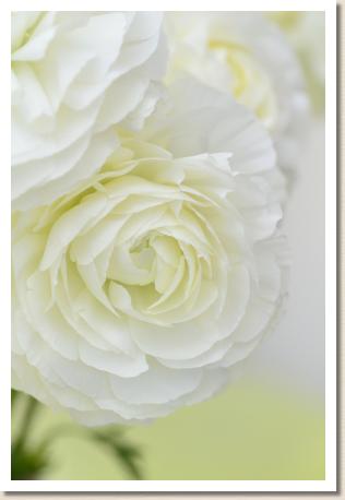 ラナンキュラス　キラメキ（煌）（RANUNCULUS　Kirameki）｜花の手帖のwebラナンキュラス図鑑