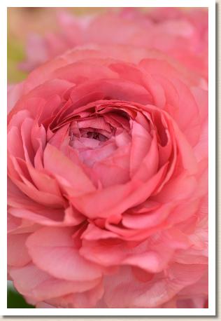 ラナンキュラス　ケイエスブラウン（RANUNCULUS　KS Brown）｜花の手帖のwebラナンキュラス図鑑