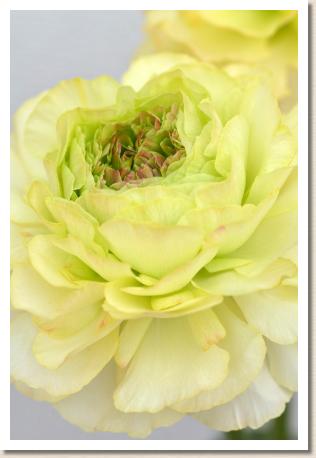 ラナンキュラス　ケイエスレモンエイピー（RANUNCULUS　KS Lemon AP）｜花の手帖のwebラナンキュラス図鑑