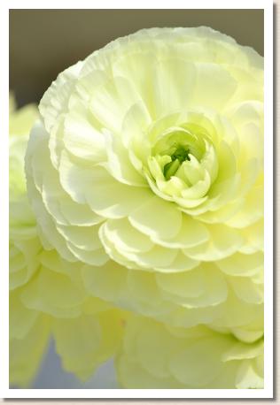 ルルド（RANUNCULUS　Lourdes）