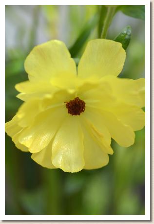 ラナンキュラス　ルーナ（RANUNCULUS　Luna）｜花の手帖のwebラナンキュラス図鑑