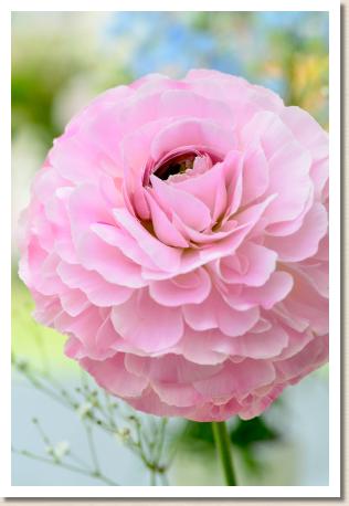 ラナンキュラス　マイヤーヌ（RANUNCULUS　Maillane）｜花の手帖のwebラナンキュラス図鑑