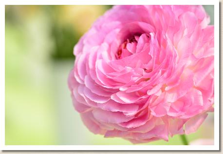 ラナンキュラス　マイヤーヌ（RANUNCULUS　Maillane）｜花の手帖のwebラナンキュラス図鑑