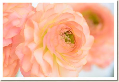 ラナンキュラス　エム ベージュ（RANUNCULUS　M-Beige）｜花の手帖のwebラナンキュラス図鑑