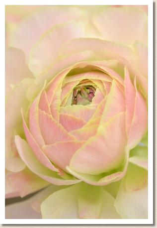 ラナンキュラス　エム ビージェイ８（RANUNCULUS　M-BJ-8）｜花の手帖のwebラナンキュラス図鑑