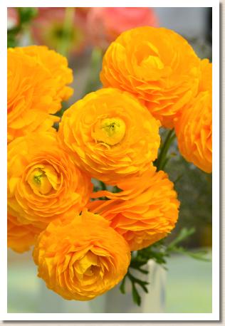ラナンキュラス　エム ゴールド（RANUNCULUS　M-Gold）｜花の手帖のwebラナンキュラス図鑑