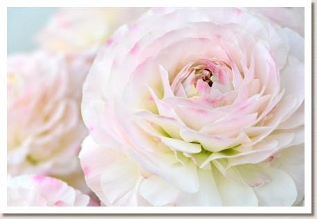 ラナンキュラス　エム ジーピー１８（RANUNCULUS　M-GP-18）｜花の手帖のwebラナンキュラス図鑑