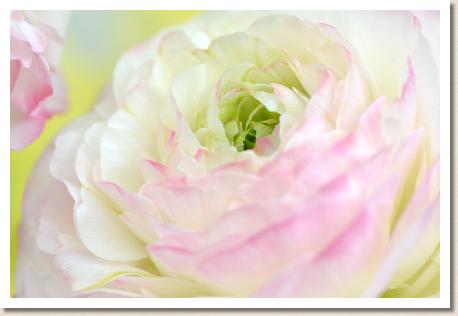 ラナンキュラス　エム ジーピー２０（RANUNCULUS　M-GP-20）｜花の手帖のwebラナンキュラス図鑑