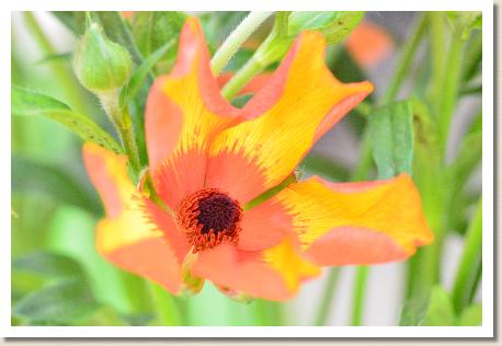 ラナンキュラス　ミノアン（RANUNCULUS　Minoan）｜花の手帖のwebラナンキュラス図鑑