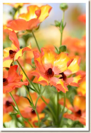 ラナンキュラス　ミノアン（RANUNCULUS　Minoan）｜花の手帖のwebラナンキュラス図鑑