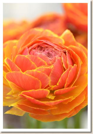 ラナンキュラス　エム キンギョ（RANUNCULUS　M-Kingyo）｜花の手帖のwebラナンキュラス図鑑