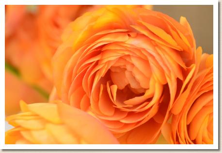 ラナンキュラス　エムエヌ（RANUNCULUS　M-N）｜花の手帖のwebラナンキュラス図鑑