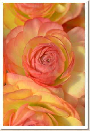 ラナンキュラス　モンルージュ（RANUNCULUS　Montrouge）｜花の手帖のwebラナンキュラス図鑑