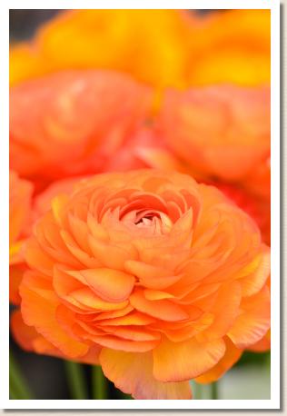 ラナンキュラス　エム オレンジ（RANUNCULUS　M-Orange）｜花の手帖のwebラナンキュラス図鑑