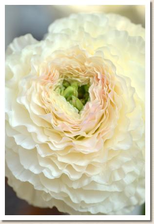 ラナンキュラス　モルバン（RANUNCULUS　Morvan）｜花の手帖のwebラナンキュラス図鑑