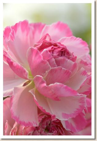 ラナンキュラス　ムーティエ（RANUNCULUS　Moutiers）｜花の手帖のwebラナンキュラス図鑑