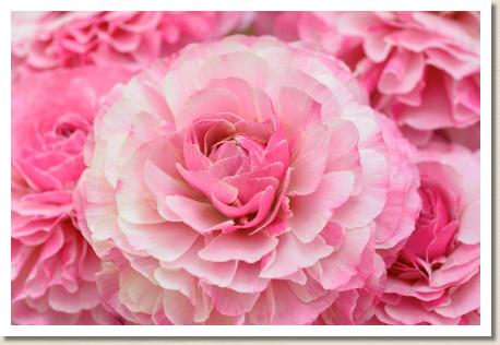 ラナンキュラス　ムーティエ（RANUNCULUS　Moutiers）｜花の手帖のwebラナンキュラス図鑑