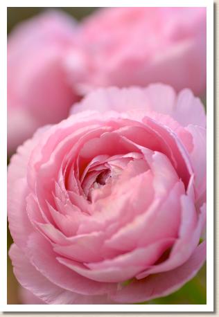 ラナンキュラス　エム サクラ（RANUNCULUS　M-Sakura）｜花の手帖のwebラナンキュラス図鑑