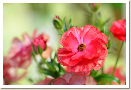 ラナンキュラス　ムーサ（RANUNCULUS　Musa）｜花の手帖のwebラナンキュラス図鑑