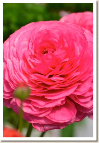 ラナンキュラス　ピー２３−０６（RANUNCULUS　P-23-06）｜花の手帖のwebラナンキュラス図鑑