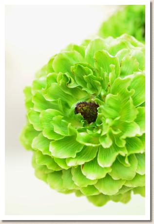 ラナンキュラス　ポムロール（RANUNCULUS　Pomerol）｜花の手帖のwebラナンキュラス図鑑