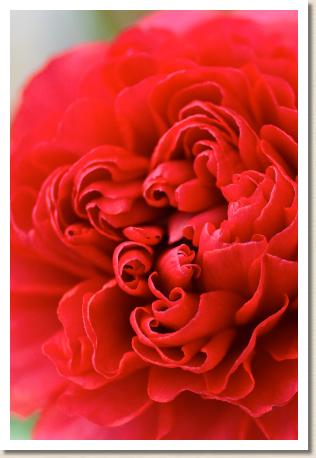 ラナンキュラス　プレリー｜花の手帖のwebラナンキュラス図鑑