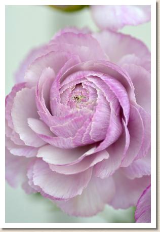 ラナンキュラス　ロシェル（RANUNCULUS　Rochelle）｜花の手帖のwebラナンキュラス図鑑