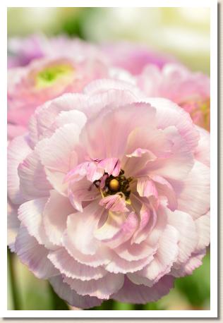 ラナンキュラス　ロシェル（RANUNCULUS　Rochelle）｜花の手帖のwebラナンキュラス図鑑