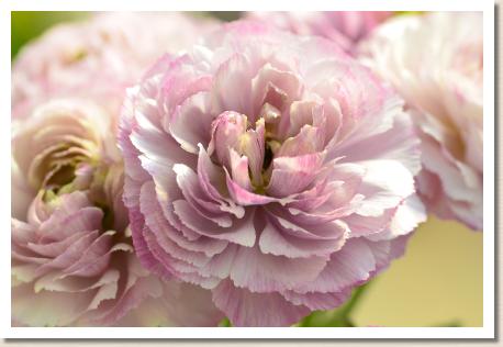 ラナンキュラス　ロシェル（RANUNCULUS　Rochelle）｜花の手帖のwebラナンキュラス図鑑