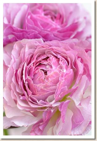 ラナンキュラス　ロンシャン（RANUNCULUS　Ronchamp）｜花の手帖のwebラナンキュラス図鑑