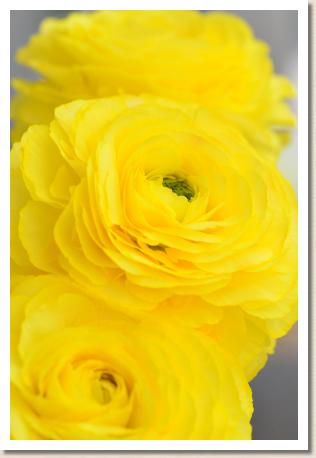 ラナンキュラス　サントロペ（RANUNCULUS　Saint-Tropez）｜花の手帖のwebラナンキュラス図鑑