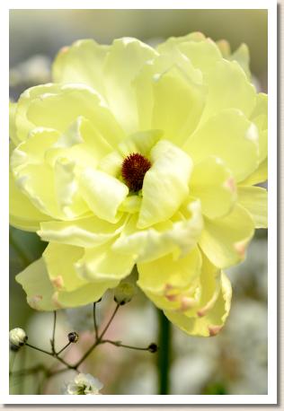 ラナンキュラス　サリー（RANUNCULUS　Sally）｜花の手帖のwebラナンキュラス図鑑