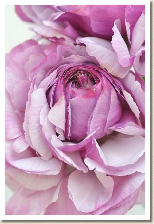 ラナンキュラス　サボイヤ（RANUNCULUS　Savoie）｜花の手帖のwebラナンキュラス図鑑