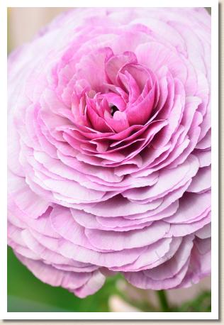 ラナンキュラス　サボイヤ（RANUNCULUS　Savoie）｜花の手帖のwebラナンキュラス図鑑