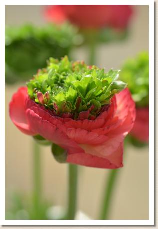 ラナンキュラス　セントベルデ｜花の手帖のwebラナンキュラス図鑑