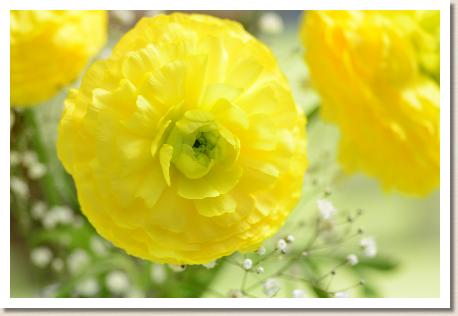 ラナンキュラス　シバス（RANUNCULUS　Sivas）｜花の手帖のwebラナンキュラス図鑑