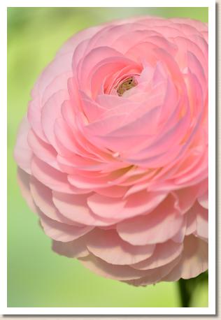 ラナンキュラス　エスピー１（RANUNCULUS　SP-1）｜花の手帖のwebラナンキュラス図鑑