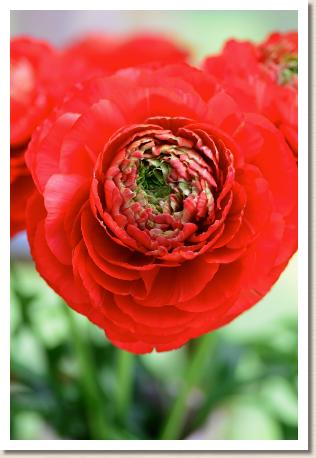 ラナンキュラス　エスピーレッド（RANUNCULUS　SP Red）｜花の手帖のwebラナンキュラス図鑑