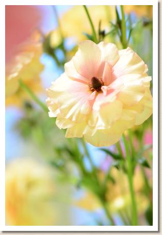 ラナンキュラス　ウラノス（RANUNCULUS）｜花の手帖のwebラナンキュラス図鑑