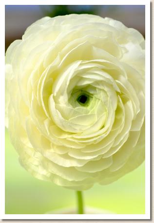 ラナンキュラス　ワタボウシ（綿帽子）（RANUNCULUS　Wataboushi）｜花の手帖のwebラナンキュラス図鑑