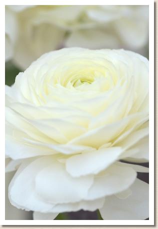 ラナンキュラス　ワイケイホワイト（RANUNCULUS　YK White）｜花の手帖のwebラナンキュラス図鑑