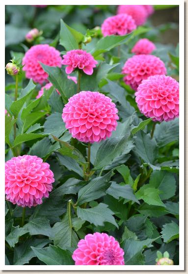 ダリア　レベッカ リン