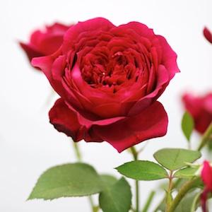 バラ　レイ｜花の手帖のバラ図鑑