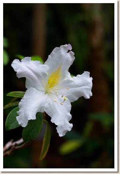 ツツジ ロードデンドロン ウェイキアヌム