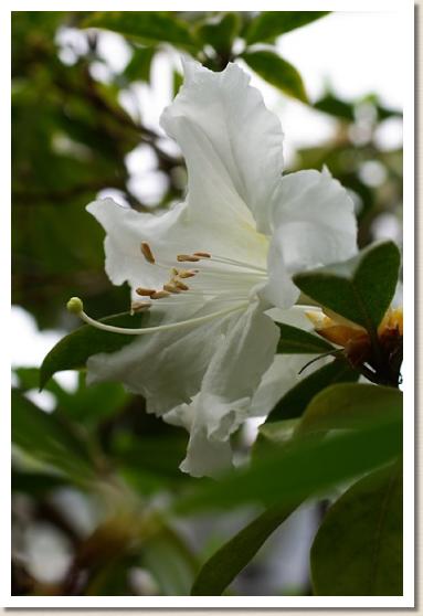 ツツジ ロードデンドロン フォルモスム 