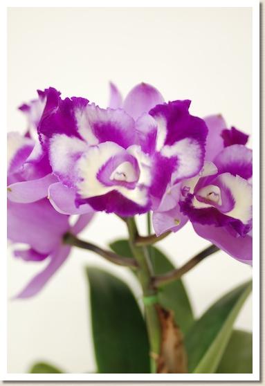 リンコレリオカトレヤ ムチャチャ 'アンジュ'