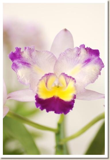 リンコレリオカトレヤ トウキョウ ビート 'プリンシパル'