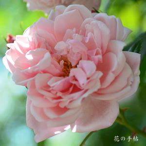 バラ　アルベルティーヌ｜花の手帖のバラ図鑑