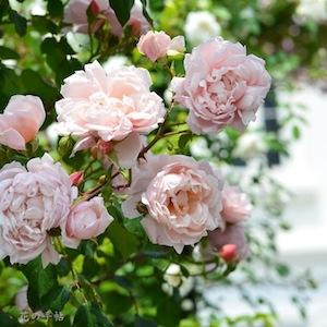 バラ　アルベルティーヌ｜花の手帖のバラ図鑑